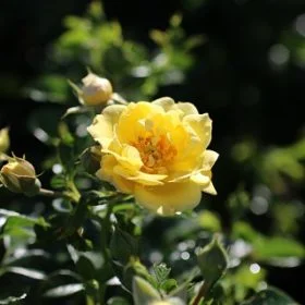 Yellow Flower Carpet Rose